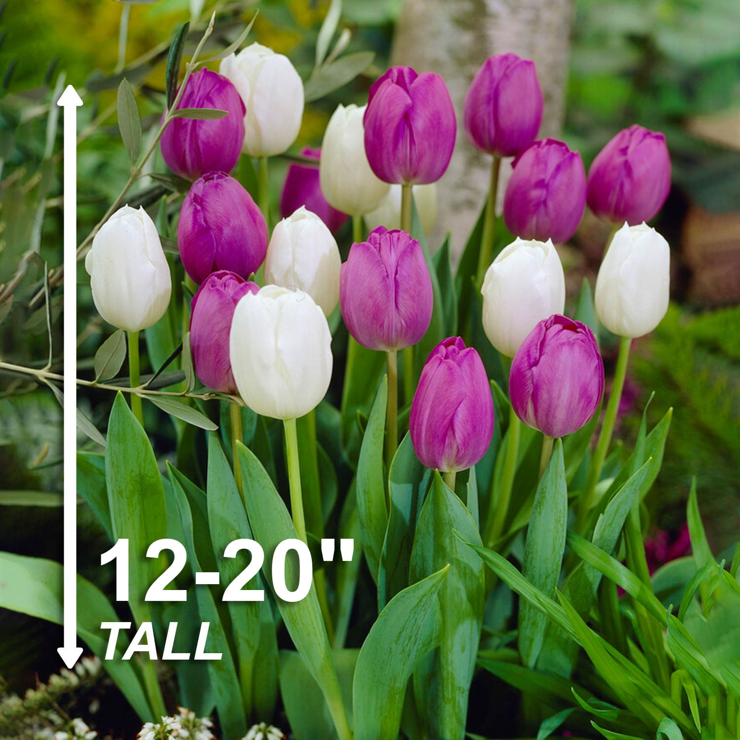 Garden State Bulb Purple and White Mix Triumph Tulip Flower Bulbs, 12/+ cm (Bag of 50)