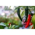 thumbnail image 2 of 200 Seeds Hot SERRANO TAMPIQUENO PEPPER Mexican Chile Capsicum Annuum Vegetable Seeds, 2 of 9