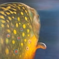 thumbnail image 3 of Atelier B Art Studio 15x15 Black Modern Framed Museum Art Print Titled - Golden Trout Fish, 3 of 5