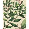 thumbnail image 2 of Vision Studio 12x14 Black Ornate Wood Framed with Double Matting Museum Art Print Titled - Botanic Beauty II, 2 of 4