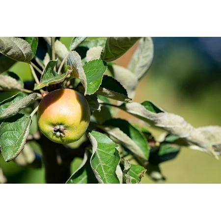 Laminated Poster Bio Apple In The Garden Bio Garden Apple Poster