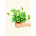 thumbnail image 2 of Epipremnum Aureum Live Green Plant in 8" Pot, 2 of 5
