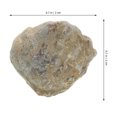 thumbnail image 3 of Shell Fossil Paleontology Fossil Fun Science Ornaments Teaching Props Fossils, 3 of 7