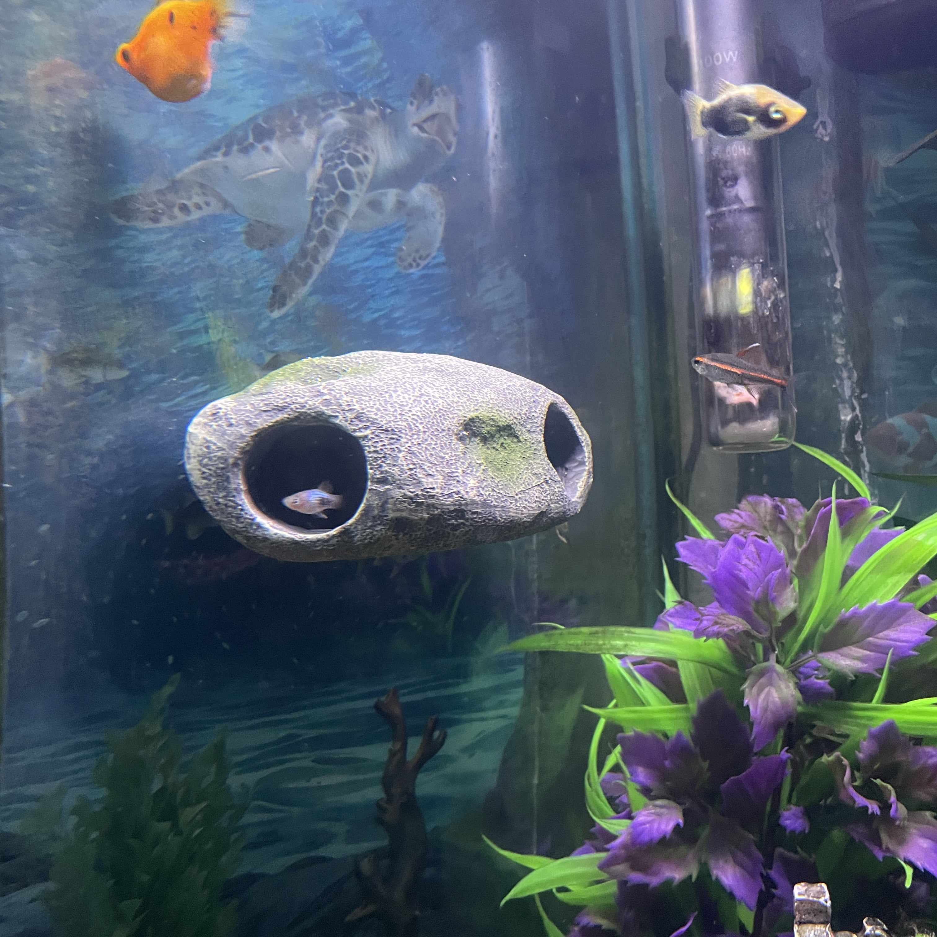 OrnaMounts®  Floating Everyday Aquarium Decor with Magnetic Handle, Gray
