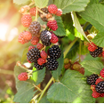 thumbnail image 2 of Set 2 Navaho Thornless BlackBerry Plants Live for Planting, Blackberries Plants Fruit Bushes Outdoor Garden 4 to 6 Inch Tall, 2 of 6