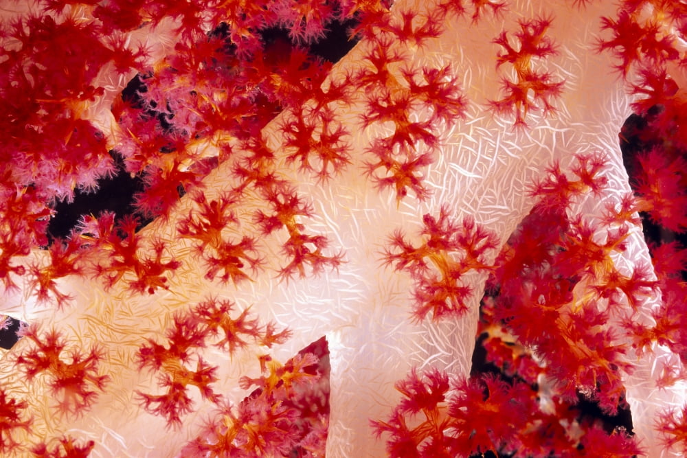 Close-up Of Alcyona