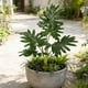 thumbnail image 1 of Decoración con plantas artificiales de hojas de plátano | Monstera deliciosa y filodendro artificiales | Decoración para interiores y exteriores: sala de estar, dormitorio y oficina., 1 of 6