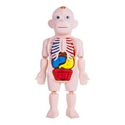 Kokiya Human Body Model Realistic Educational Toy DIY Toy 3D Human Body Torso Model for