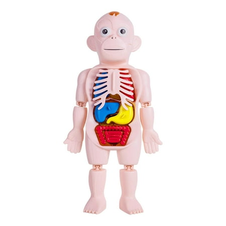 Kokiya Human Body Model Realistic Educational Toy DIY Toy 3D Human Body Torso Model for