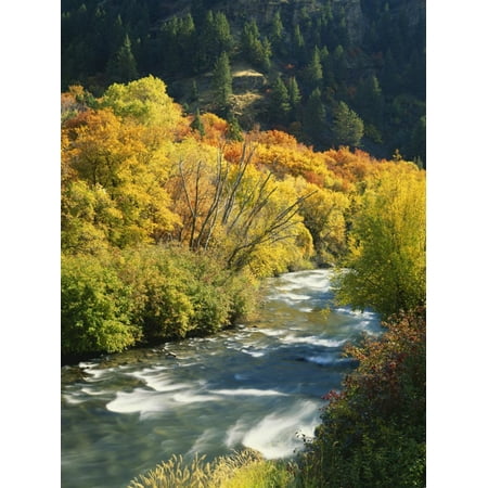 River Birch Wall Art Maples and Birches Along Blacksmith Fork River, Wasatch-Cache National Forest, Utah, USA Print Wall Art By Scott T. Smith ()