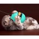 thumbnail image 5 of Juguete interactivo para gatos, divertido vaso giratorio para gatos, con dispensador de alimentos, juguetes autogiratorios, juguete para gatos de interior, divertido palo para gatos, 5 of 5