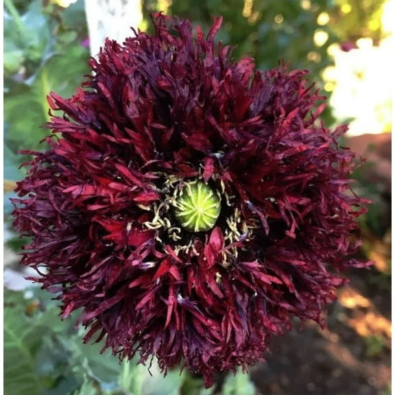 Poppy BLACK SWAN 500 Seeds Papaver somniferum Mother Nature's Seeds Non-GMO Fresh Flower Seeds