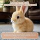 thumbnail image 5 of Interactive Plush Electric Rabbit Toy By Hopping Bunny, 5 of 5