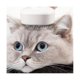 thumbnail image 4 of Peine para mascotas: cepillo de limpieza para mascotas, cepillo para el cuidado de perros y gatos que mudan el pelo, elimina las capas inferiores sueltas y, como se muestra, 4 of 5