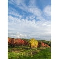 thumbnail image 2 of Eggers, Julie 25x32 White Modern Wood Framed Museum Art Print Titled - Italy-Tuscany Colorful vineyards in autumn with blue skies and clouds, 2 of 4