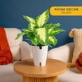 thumbnail image 4 of Costa Farms 12" Grower's Choice Dieffenbachia Live House Plants in 5" Self-Watering Planter, 4 of 11