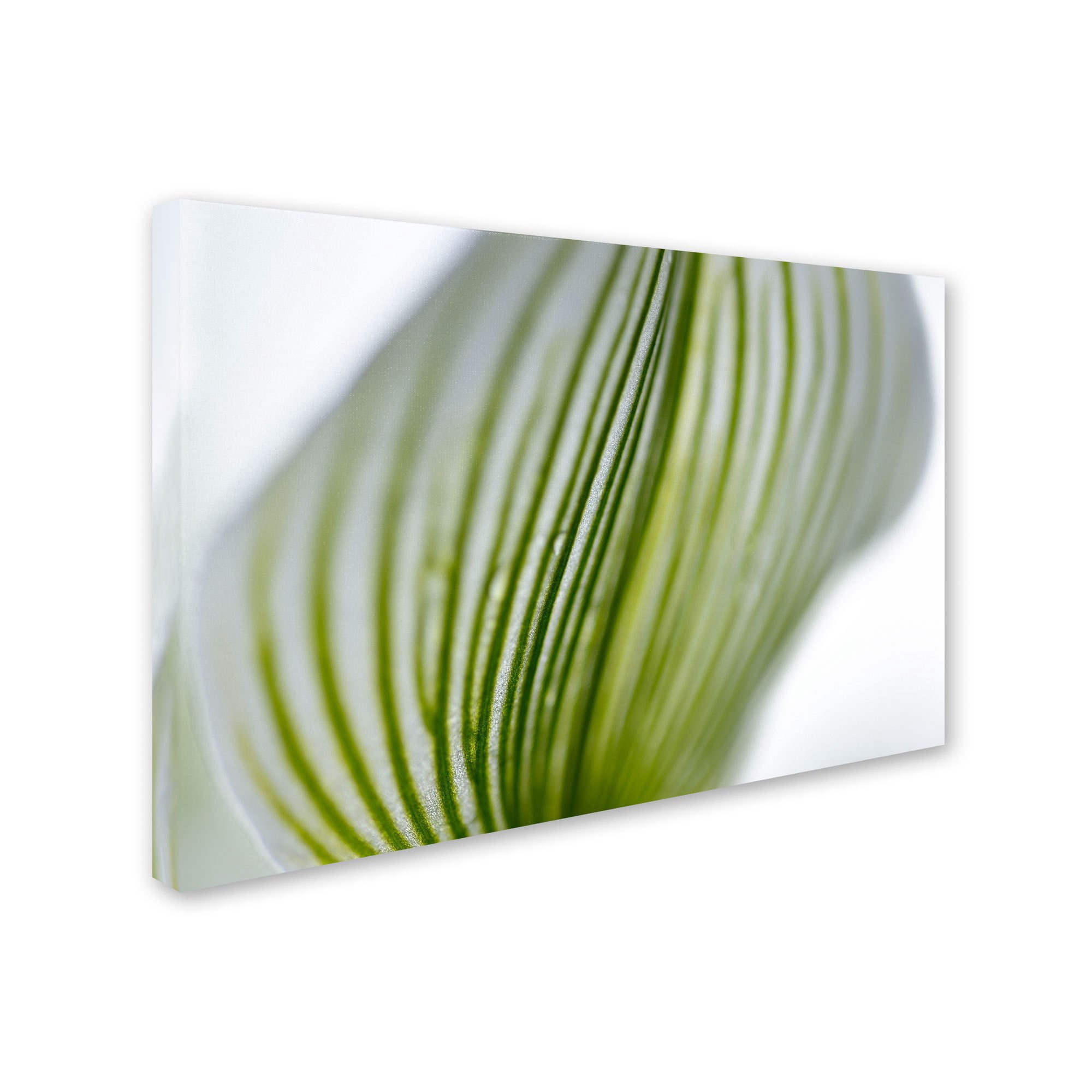 Trademark Fine Art "Orchid Abstract Blurred Lines" Canvas Art by Kurt Shaffer