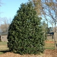 thumbnail image 2 of Brighter Blooms - Nellie Stevens Holly Shrub, 5 gal - No Shipping to AK, AZ, HI, OR, 2 of 7