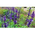 thumbnail image 4 of TomorrowSeeds - Blue Sage Seeds - 6000+ Count - For 2026 Planting Salvia Farinacea Mealycup, 4 of 10
