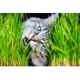 thumbnail image 6 of Cat Grass Mix, 4 oz - Grow Cat Grass Sprouts for your Cat. Seeds for Microgreens -Hard Red Wheat- Non GMO - Country Creek Acres LLC - Grown in The USA, 6 of 6