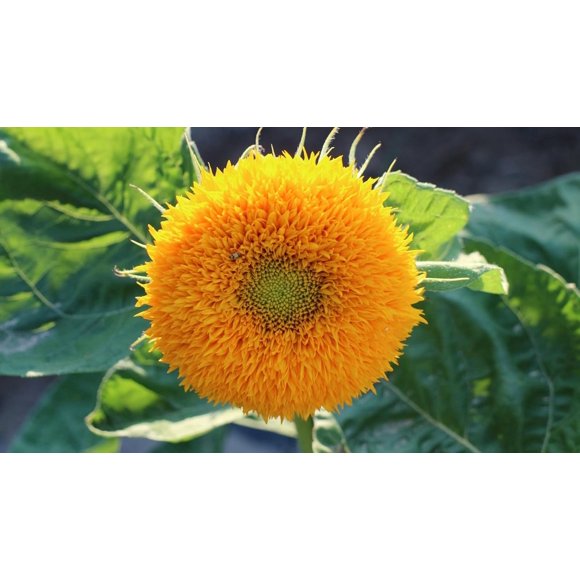 GSDWIUEW 45 Seeds, Mini Bear Sunflower Potted Flower, Vivid Colorful Blooms Flower Gardening Seeds Heirloom Seeds