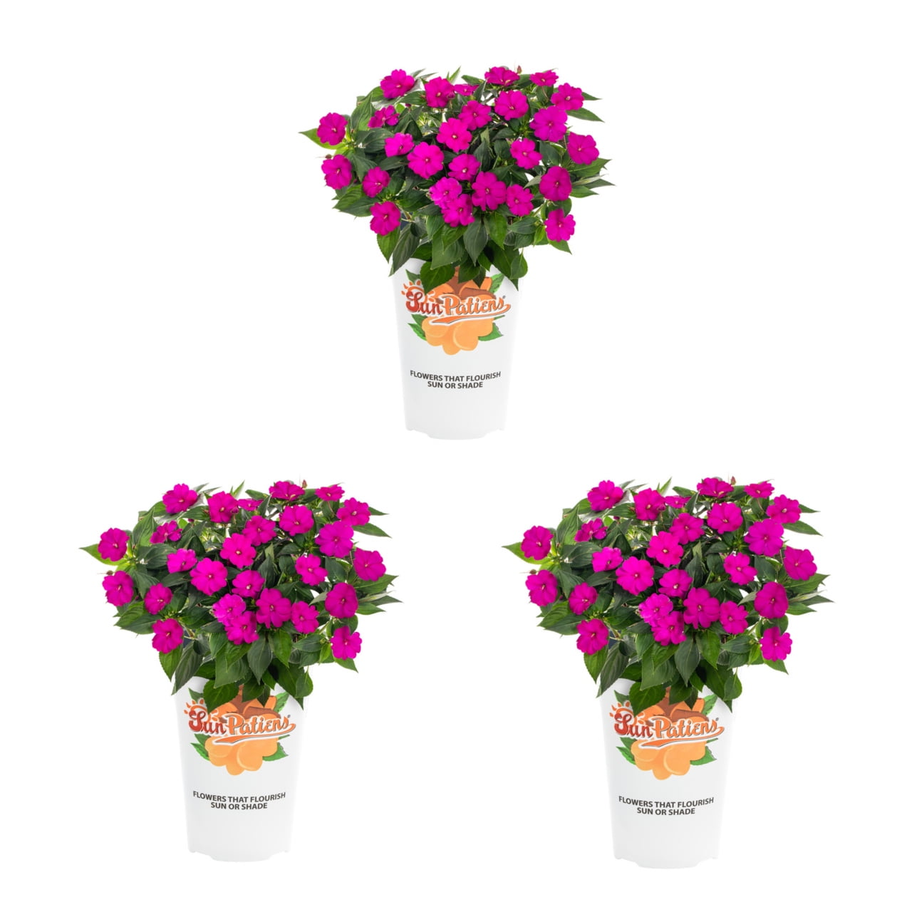 SunPatiens 2QT Purple Impatiens Live Annual Plant Sun 3-Pack