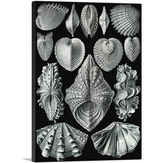 ARTCANVAS Acephala Sea Shells Canvas Art Print by Ernst Haeckel - Size: 26" x 18" (1.50" Deep)