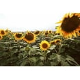 thumbnail image 2 of Bob Stefko 32x23 Gallery Wrapped Canvas Wall Art Titled - Sunflower Fields IV, 2 of 4