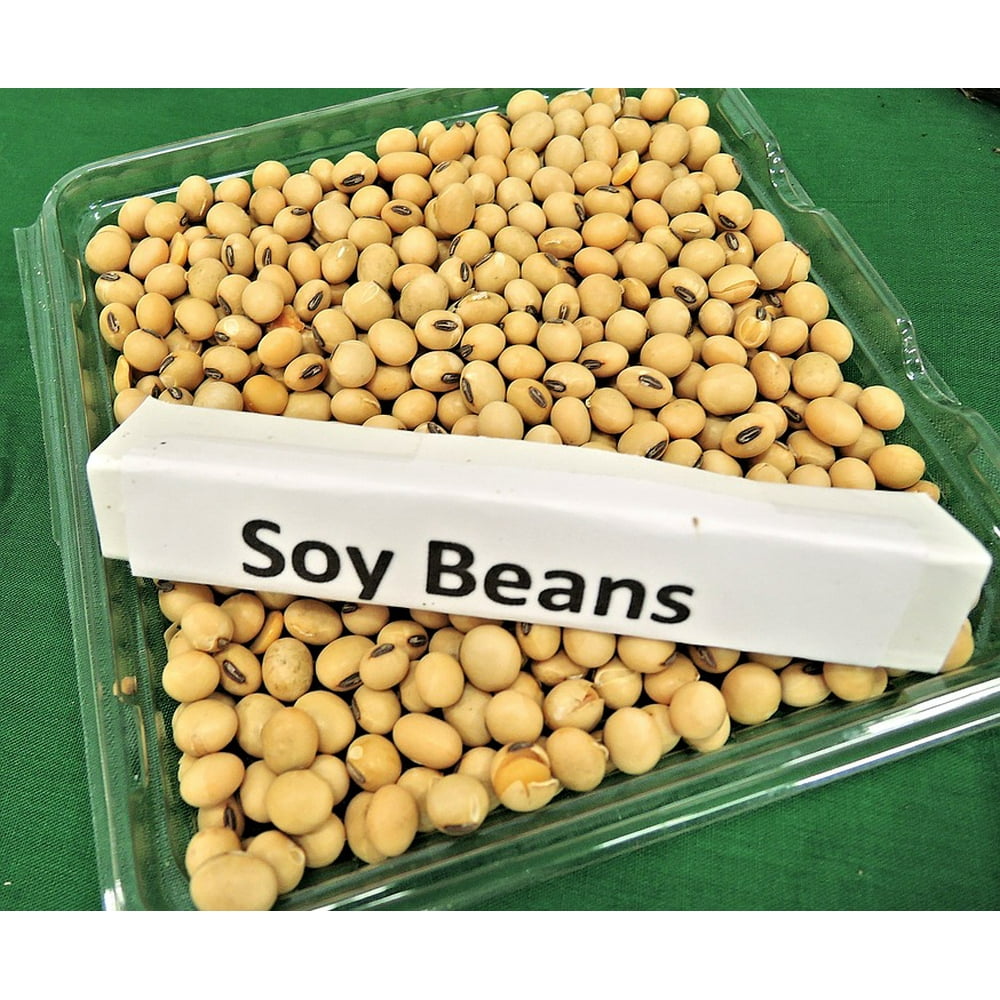Soy Beans Biodiesel Fuel Animal Feed Soy Oil 12 Inch By 18 Inch