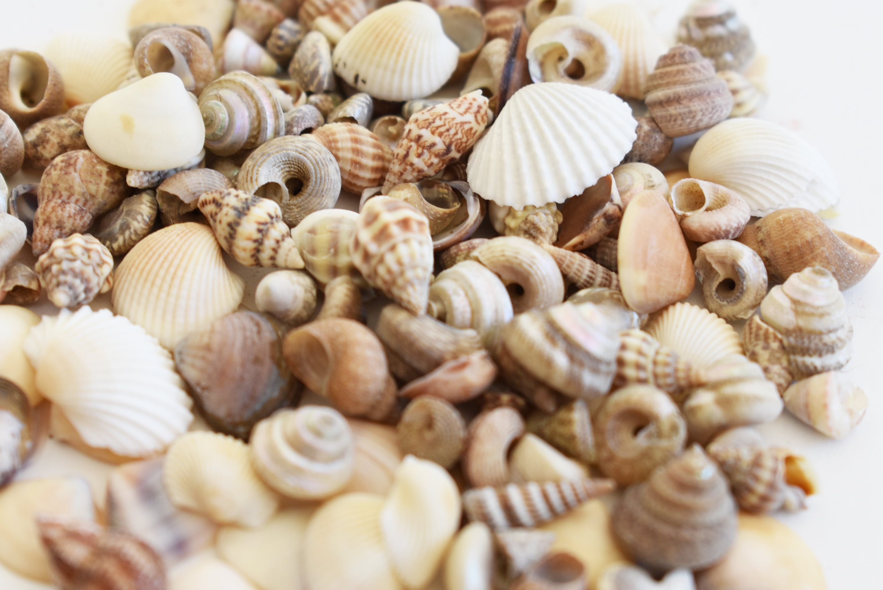 Mini Seashells Walmart _ Tiny Shells – JDWK