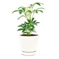 thumbnail image 4 of Schefflera Arboricola Variegated (6" Grower Pot) - Easy to Care and Air-purifying Tropic Houseplant - Live Healthy Variegated Houseplant for Home Office, 4 of 4