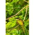 thumbnail image 2 of Jaynes Gallery 17x24 Black Ornate Wood Framed with Double Matting Museum Art Print Titled - Caribbean-Tobago Rufous-tailed jacamar bird on limb, 2 of 4
