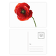 thumbnail image 1 of Corn poppy flor roja pintura del arte de la sencillez Set cumpleaños gracias tarjeta postal correo lado 20pcs, 1 of 3