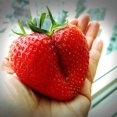 thumbnail image 1 of 15 Fraises Géantes Fragaria spp Portion de Juin Énorme Baie Rouge Fruit Graines à Fleurs Blanches, 1 of 1
