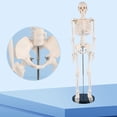 thumbnail image 3 of Milue Anatomical Human Skeleton Model 1/2 Life Size for Hospital Medical Lecture Use, 3 of 10