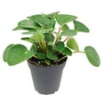 thumbnail image 4 of Peperomia Rana Verde (4"+ Plastic Pot) - Easy to Care and Air-purifying Houseplant for Home and Office Decoration, 4 of 5