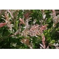 thumbnail image 3 of 2 Gallon Dappled Willow Shrub, 3 of 5