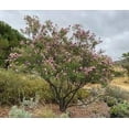 thumbnail image 3 of Desert Willow Tree Seeds - 25+ Seeds to Grow - Beautiful Flowering Willow Tree, 3 of 3