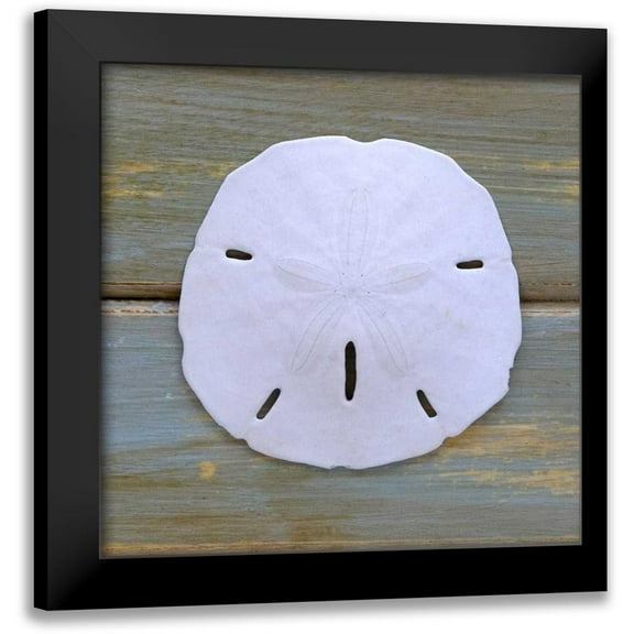 Amber Light Gallery 12x12 Black Modern Framed Museum Art Print Titled - White Sand Dollar