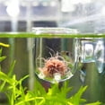 thumbnail image 4 of Transparent Aquarium Red Feeder Suction Cup Fish Feeding Cup Container Accessory Automatic Feeders Fish Feeder, 4 of 8