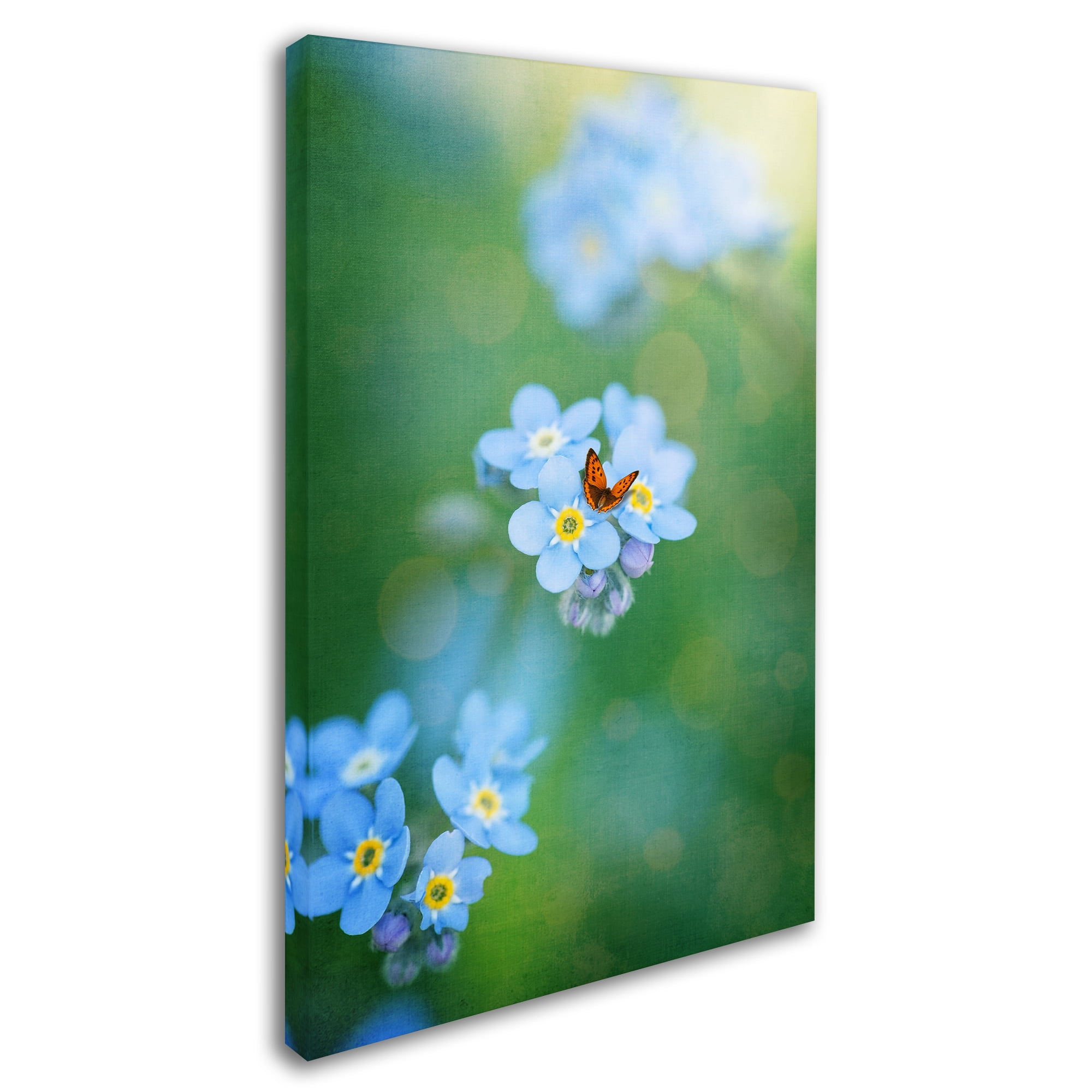 Trademark Fine Art "Forget-Me-Not" Canvas Art by Philippe Sainte-Laudy