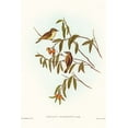 thumbnail image 2 of Gould, John 11x14 White Modern Wood Framed Museum Art Print Titled - Green-backed Gerygone-Gerygone chloronotus, 2 of 4