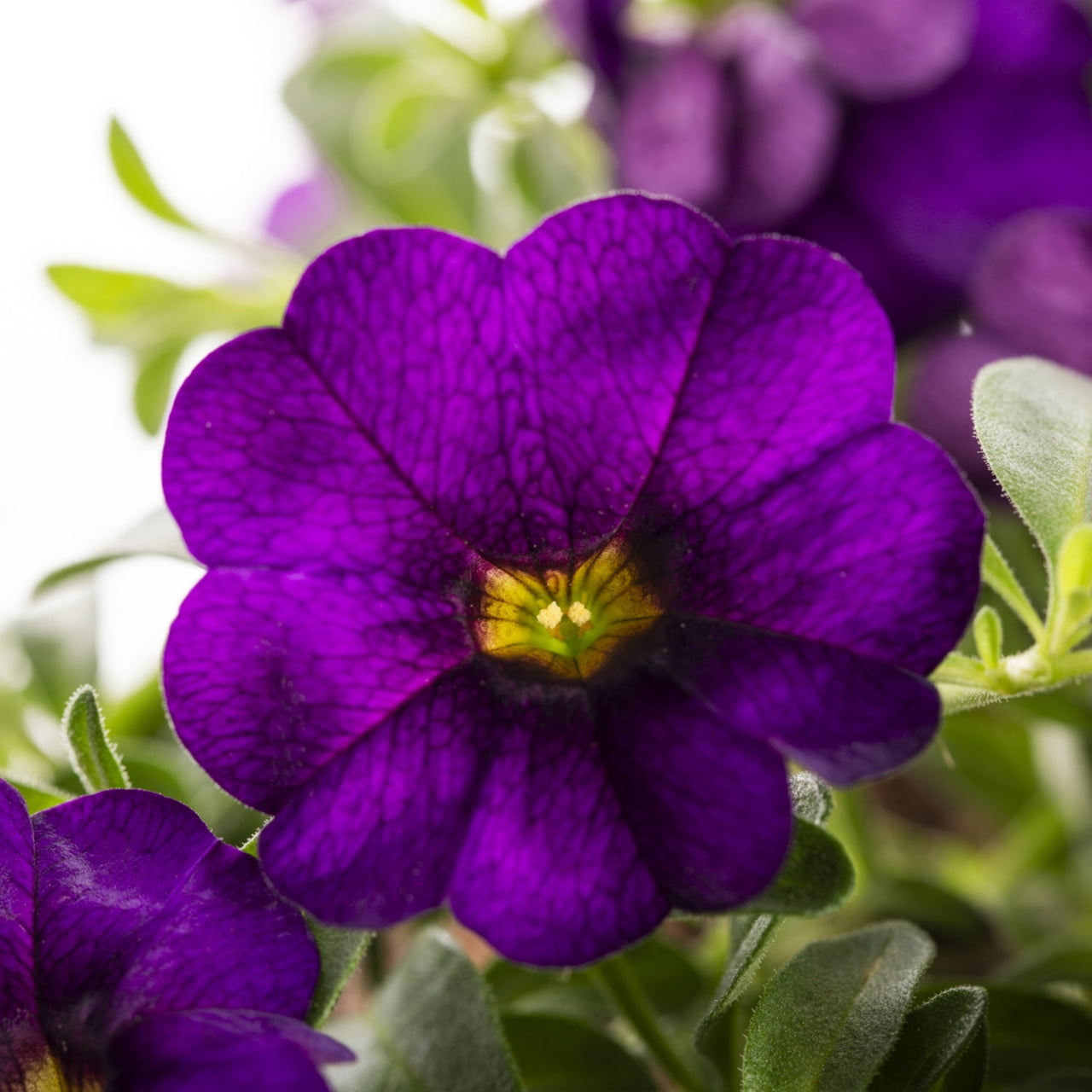 Better Homes & Gardens Purple Calibrachoa Live Annual Plant 3-Pack, Full Sun