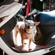 thumbnail image 3 of Gafas de sol para perros pequeños, gafas UV para mascotas, gafas de viento y nieve para perros, color negro brillante ER, 3 of 5