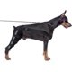 thumbnail image 1 of Dog Knee Brace with Reflective Seat Belts, 1 of 5