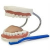 Vision Scientific Teeth Model With Brush, Small Model