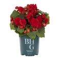 thumbnail image 2 of Better Homes & Gardens 8" Red Begonia Live Annual Plant Shade 3-Pack 2QT Grower Pots, 2 of 6
