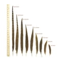 thumbnail image 2 of ZUCKER® 10 PC/PKG RINGNECK PHEASANT TAILS 18-20" - NATURAL, 2 of 4
