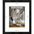 thumbnail image 3 of Audubon Gull, Animals Framed Art Print Wall Art by John James Audubon Sold by Art.Com, 3 of 6