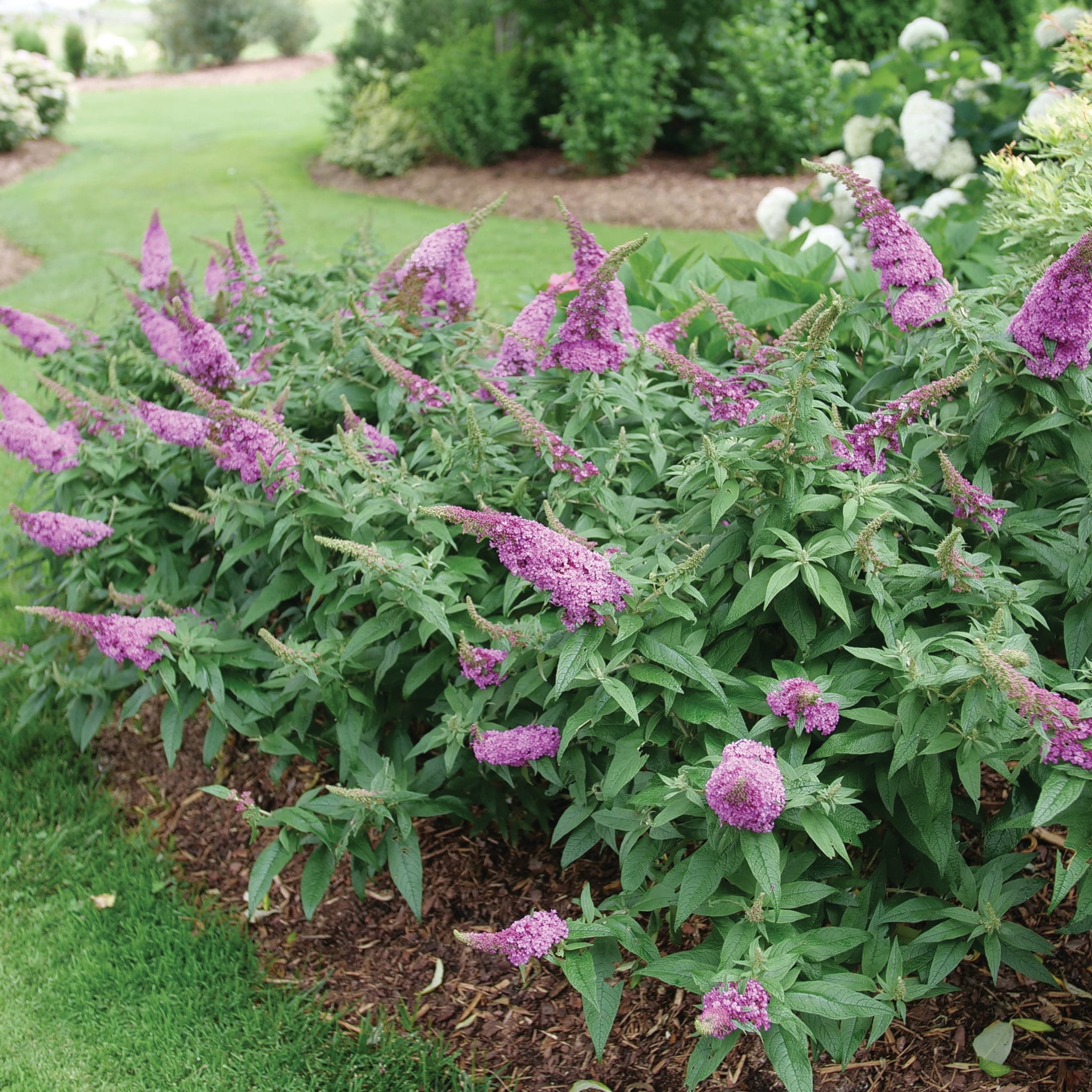 Proven Winners ColorChoice 5" Pugster Pinker Butterfly Bush Live Plant in 4.5" Pot (4 Count)